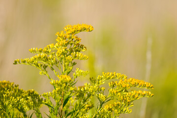 Goldenrod, Solidago. Yellow flowers of the plant close-up.
