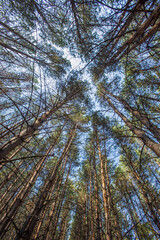 Beautiful pine forest in the rays of the evening sun at sunset. Autumn landscape with smooth tree trunks. Vertical view from below.