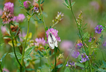 Large cabbage white on a clover blossom. Butterfly in natural environment. Pieris brassicae.
