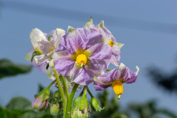 The potato flowers blooming in the field, close-up.