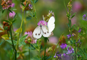 Large cabbage white on a clover blossom. Butterfly in natural environment. Pieris brassicae.
