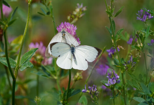 Large cabbage white on a clover blossom. Butterfly in natural environment. Pieris brassicae.
