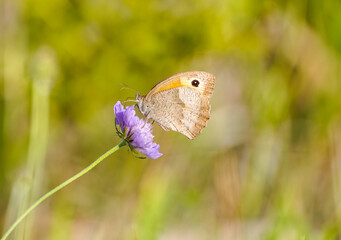 Meadow brown, Maniola jurtina. Butterfly on a purple flower. Insect close-up in natural environment.
