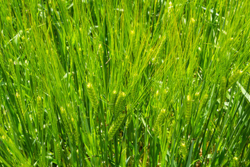 Early summer wheat crop blowing in the breeze .Traditional green wheat crops unique natural photo .Young wheat plants growing on the soil