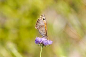 Meadow brown, Maniola jurtina. Butterfly on a purple flower. Insect close-up in natural environment.
