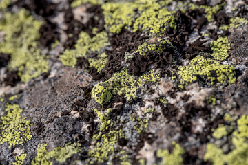Green and black lichen on a stone close-up. Beautiful natural background with a rough texture. Colorful moss in summer.