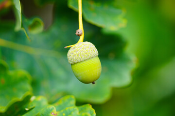 Green unripe acorn against a green background.