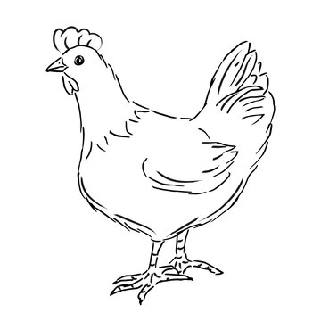 Hen sketch vector. Farm chicken drawn in vintage eco, organic style