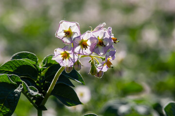Closeup of a white and yellow blossoming potato plant in the foreground of large field in the Netherlands. It is early in the morning of a sunny day in the beginning of the summer season