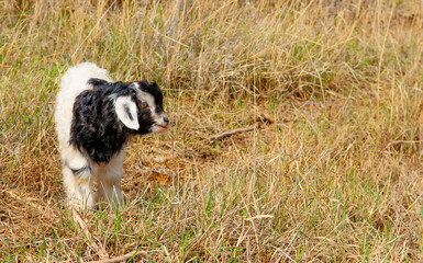 Goats in search of food roam the desert hot pasture. Moroccan goats climb trees to eat leaves. Sheep eat the remains of a watermelon.