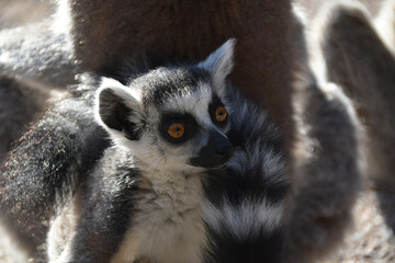 Lemur Kata is sitting on the floor and looking in the lens.