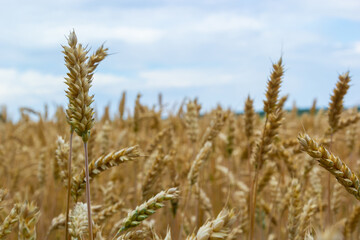 backdrop of ripening ears of yellow wheat field on the sunset cloudy orange sky background. Copy space of the setting sun rays on horizon in rural meadow Close up nature photo Idea of a rich harvest