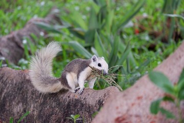 A ground squirrel holding some brushwood in the mouth with green nature background 