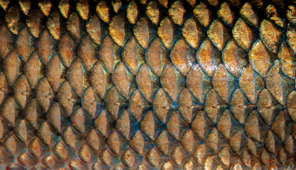 Fish scales close up. The skin of a fish as a background. © Vera