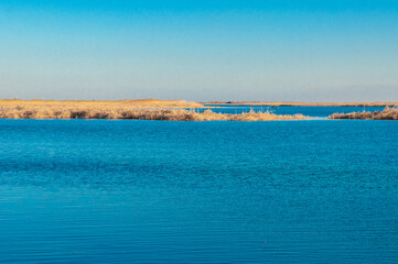 Calm wide river, fishing landscape. Reeds and kugai along the river bank.