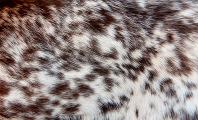 Beautiful spotted fur close-up. Texture of brown animal wool. Dog fur.