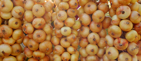 Autumn harvest. Autumn background of onions. Bundles of onions.