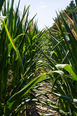 Corn Plantation Food. close up of a corn field in the countryside, many young corns are grown for harvesting to sell to a food factory