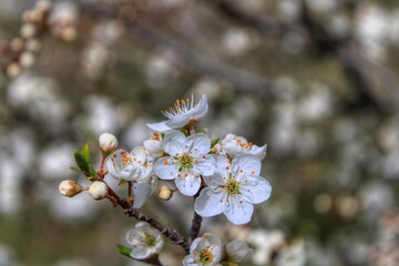 tree blossom
