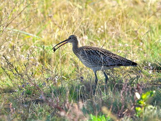 Numenius arquata. Curlew (Kuitala) eating a snail. Selective focus.