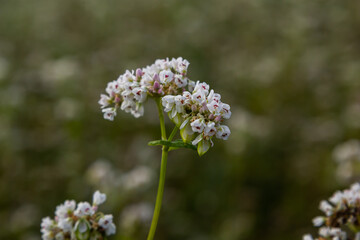 Buckwheat Fagopyrum esculentum in flower on the natural background. Cultivated plant. Macro.