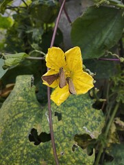 Obraz premium yellow flowers in the garden