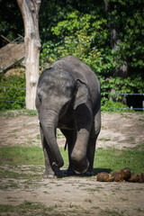Fototapeta premium Portrait of boy indian elephant in zoo. He is so big, he is walking in his habitat.