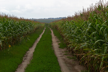 Corn Plantation Food. close up of a corn field in the countryside, many young corns are grown for harvesting to sell to a food factory