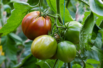 A bunch of green tomatoes on a bush. Tomatoes ripen in the garden. Bush with green tomatoes. Lots of tomatoes on the bush