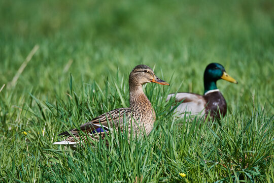 Stockenten auf einer Wiese	