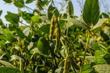 Soybean pods on soybean plantation, on blue sky background, close up. Soy plant. Soy pods. Soybean field