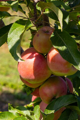 Many Colorful red apples on tree ready to harvesting. Apple orchard with red apples