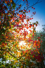 Sunlight filtering through colourful autumn foliage against blue sky. Wallpaper abstract natural background