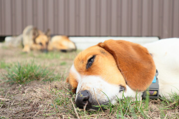 A young beagle lies with German Shepherd on the green grass. Cute Estonian hound dog lies on the...