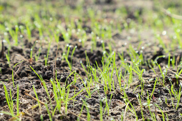 Fresh green grass with dew drops closeup. Soft Focus. Green wet grass with dew on a blades