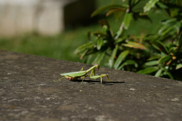 green grasshopper on a leaf