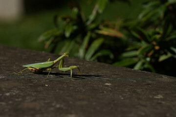 grasshopper on the ground