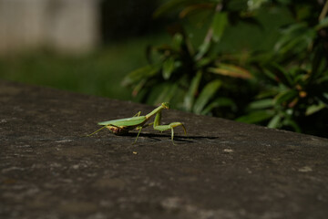 praying mantis on a leaf