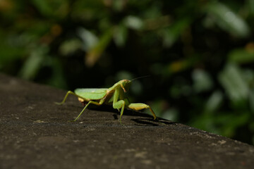 green grasshopper on a leaf