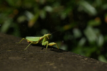 green grasshopper on the ground