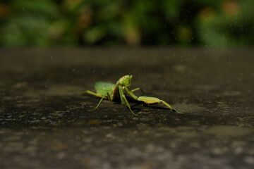 wild mantis on the stone
