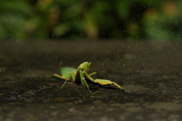 praying mantis on green grass