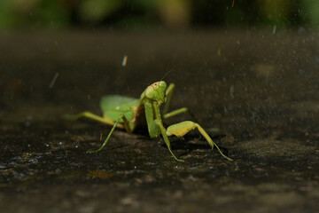 praying mantis on green background