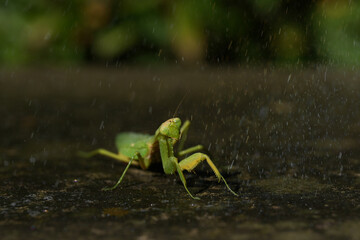 praying mantis on green leaf