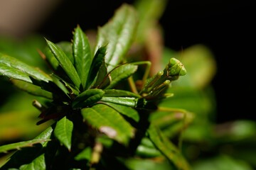 Mantis religiosa on a green leaf