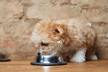 Maltipoo puppy eats from a metal bowl on a brick wall background. Close-up, selective focus