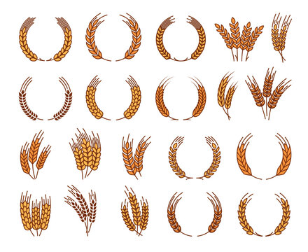 Laurel wreath, cereal wheat ears and spikes, organic farm product vector emblems. Laurel wreath of wheat, rye or oat ear spikes for bakery, bread flour or cereal food and farm organic products