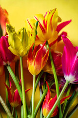 nice spring flowers - colorful tulips