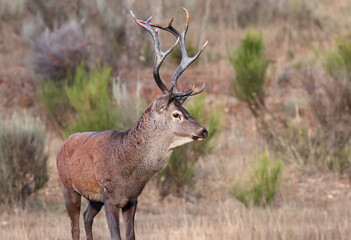 Portrait of an adult male red deer (Cervus elaphus) in a mediterranean forest during mating season. Deer with big horns in south european environment. Deer rutting season in Sanabria, Spain.