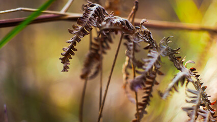 Feuilles de fougère sauvages, photographiées dans la forêt des Landes de Gascogne, en période hivernale